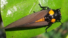 The first Golden Black Cicada photo